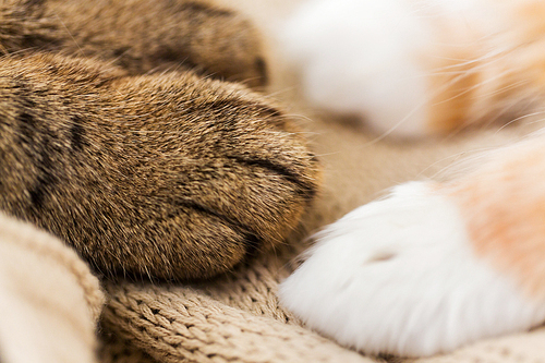 pets and hygge concept - close up of paws of two cats on blanket