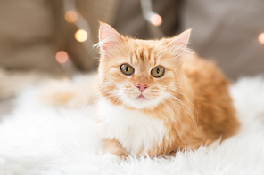 pets, christmas and hygge concept - red tabby cat on sofa with sheepskin at home in winter
