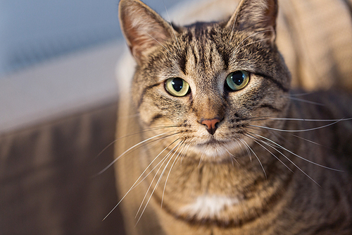 pets and domestic animal concept - portrait of tabby cat at home