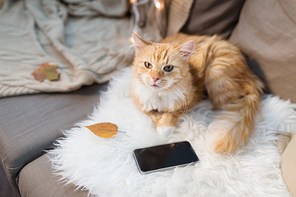 pets, hygge and domestic animal concept - red tabby cat lying on sofa with smartphone at home