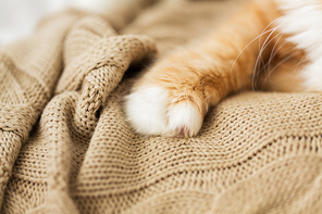 pets and hygge concept - close up of red cat paw on knitted blanket