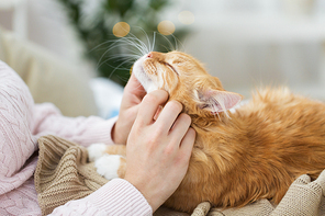 pets, hygge and people concept - close up of female owner stroking red tabby cat in bed at home