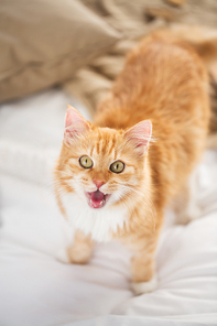 pets and hygge concept - red tabby cat mewing in bed at home