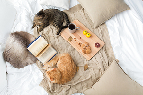 pets, hygge and domestic animal concept - two cats lying on blanket with book, lemon tea and oatmeal cookies at home in autumn