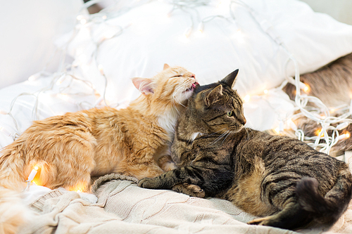 pets, christmas and hygge concept - two cats lying in bed with garland at home