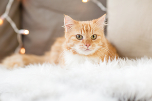 pets, christmas and hygge concept - red tabby cat on sofa with sheepskin at home in winter