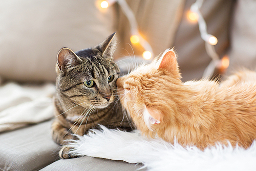 pets, christmas and hygge concept - two cats lying on sofa with sheepskin at home in winter
