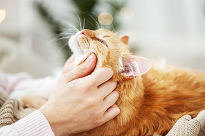 pets, hygge and people concept - close up of female owner with red tabby cat in bed at home