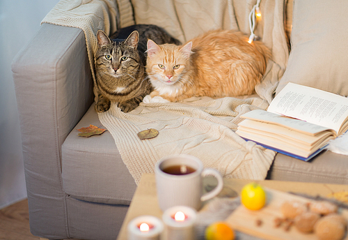 pets and hygge concept - two cats lying on sofa at home in winter