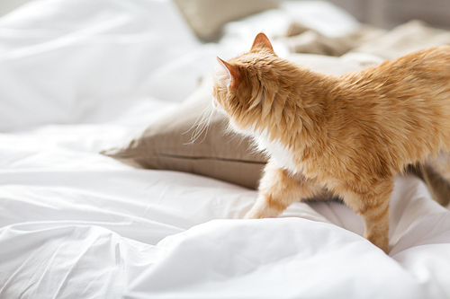 pets and hygge concept - red tabby cat at home in bed