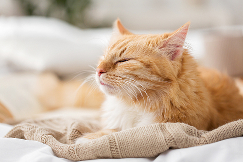 pets and hygge concept - red tabby cat sleeping on blanket at home in winter