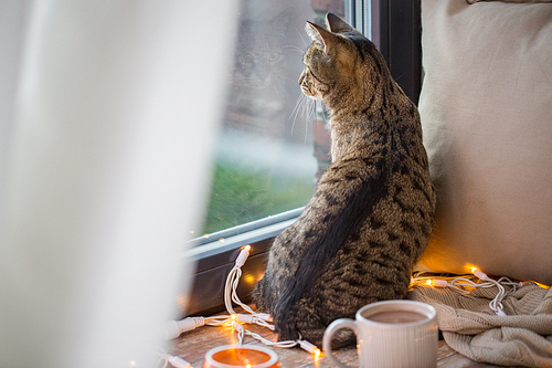 pets, christmas and hygge concept - tabby cat looking through window at home