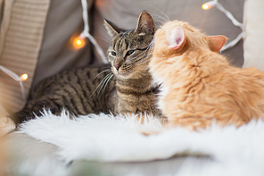 pets, christmas and hygge concept - two cats lying on sofa with sheepskin at home in winter