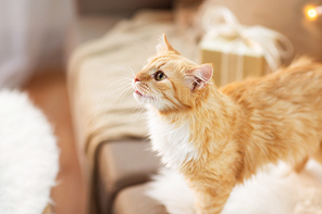 pets, christmas and hygge concept - red tabby cat on sofa with present at home in winter
