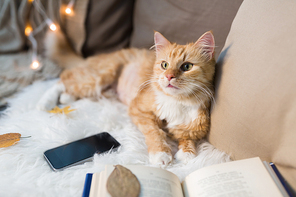 pets, hygge and domestic animal concept - red tabby cat lying on sofa with smartphone and book at home