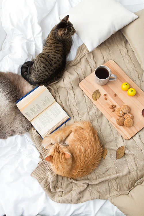pets, hygge and domestic animal concept - two cats lying on blanket with book, lemon tea and oatmeal cookies at home in autumn
