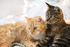 pets, christmas and hygge concept - two cats lying at home in winter