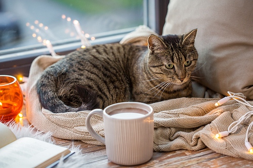 pets, christmas and hygge concept - tabby cat lying on window sill with book and garland lights at home