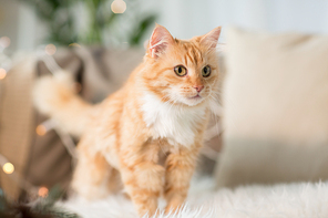 pets, christmas and hygge concept - red tabby cat on sofa with sheepskin at home in winter