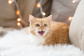 pets, christmas and hygge concept - red tabby cat mewing on sofa with sheepskin at home in winter