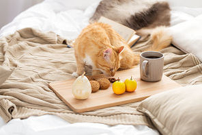 pets, hygge and domestic animal concept - red tabby cat sniffing food on bed at home
