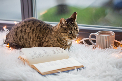 pets, christmas and hygge concept - tabby cat lying on window sill with book and garland lights at home
