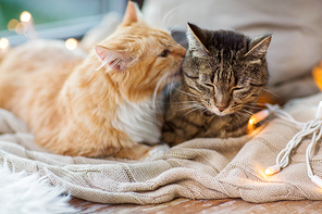 pets, christmas and hygge concept - two cats lying on window sill with blanket at home