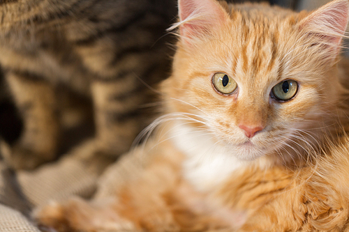 pets and domestic animal concept - close up of red tabby cat