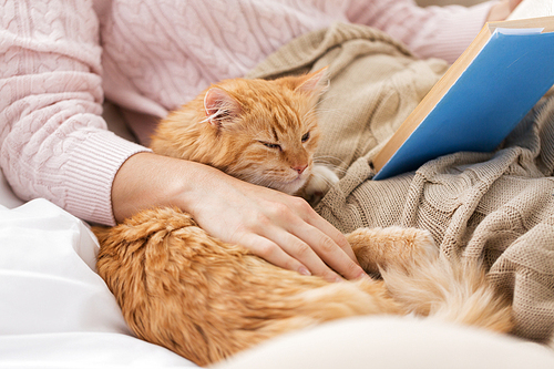 pets, hygge and people concept - close up of red tabby cat and female owner reading book in bed at home