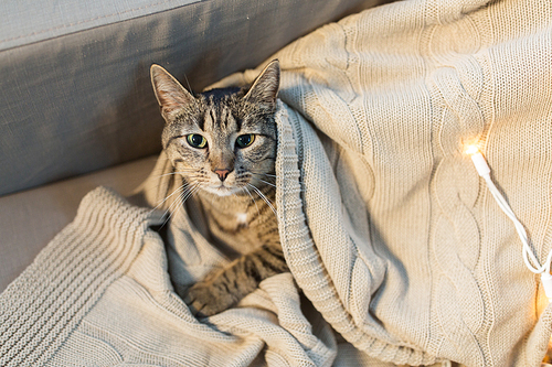 pets and hygge concept - tabby cat lying on blanket at home in winter