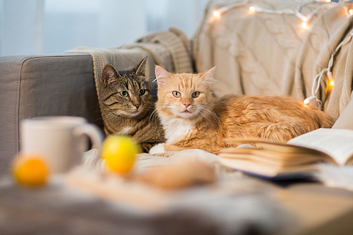 pets, hygge and christmas concept - two cats lying on sofa at home in winter
