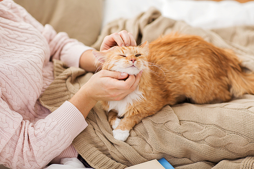 pets, hygge and people concept - close up of female owner stroking red tabby cat in bed at home