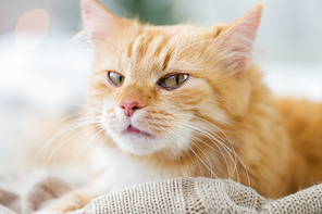 pets and hygge concept - red tabby cat lying on blanket at home in winter