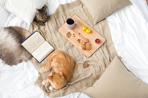 pets, hygge and domestic animal concept - two cats lying on blanket with book, lemon tea and oatmeal cookies at home in autumn