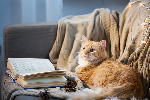 pets, christmas and hygge concept - red tabby cat lying on sofa with book and pinecones at home in winter