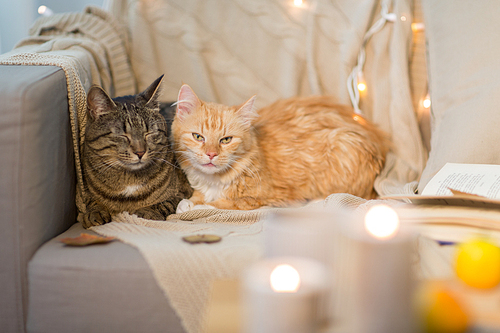 pets, hygge and christmas concept - two cats lying on sofa at home in winter