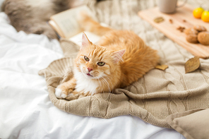 pets, hygge and domestic animal concept - red tabby cat lying on blanket at home in autumn