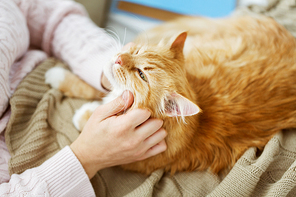 pets, hygge and people concept - close up of female owner with red tabby cat in bed at home