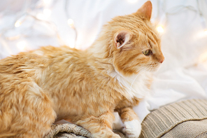 pets, christmas and hygge concept - red tabby cat lying on blanket at home in winter