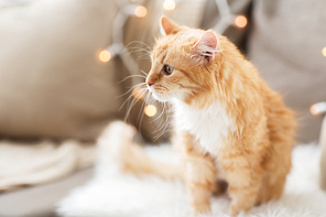 pets, christmas and hygge concept - red tabby cat on sofa with sheepskin at home in winter