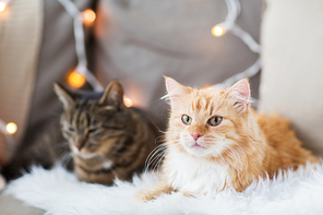 pets, christmas and hygge concept - two cats lying on sofa with sheepskin at home in winter