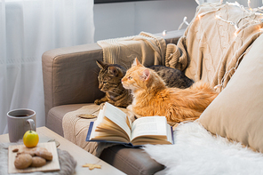 pets, christmas and hygge concept - two cats lying on sofa at home in winter