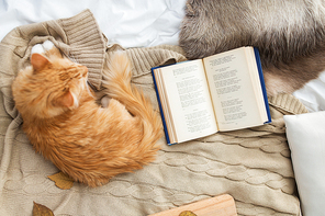 pets, hygge and domestic animal concept - red tabby cat lying on blanket at home in winter
