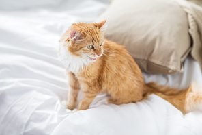 pets and hygge concept - red tabby cat at home in bed