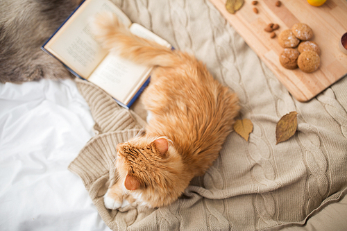 pets, hygge and domestic animal concept - red tabby cat lying on blanket at home in winter