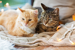 pets, christmas and hygge concept - two cats lying on window sill with blanket at home