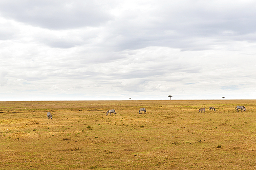 animal, nature and wildlife concept - zebras grazing in maasai mara national reserve savannah at africa