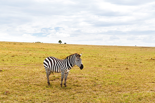 animal, nature and wildlife concept - zebra grazing in maasai mara national reserve savannah at africa