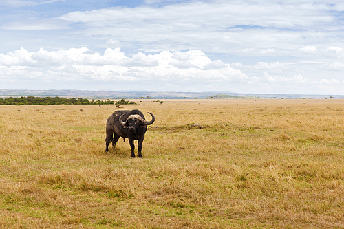 animal, nature and wildlife concept - buffalo bull grazing in maasai mara national reserve savannah at africa
