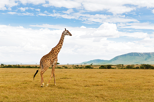 animal, nature and wildlife concept - giraffe walking along maasai mara national reserve savannah at africa